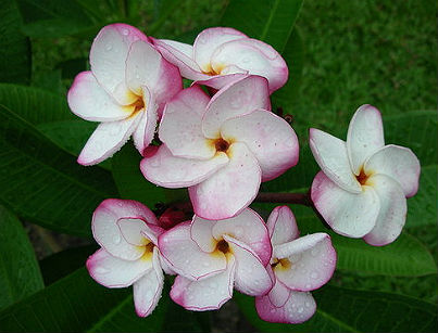 (image for) Plumeria Seeds \'Pink Pansy\' (6 Seeds)
